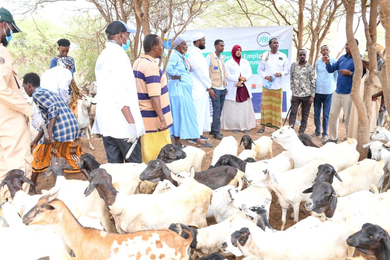 Garissa Partners with Danish Refugee Council to Boost Livestock Health and Community Resilience